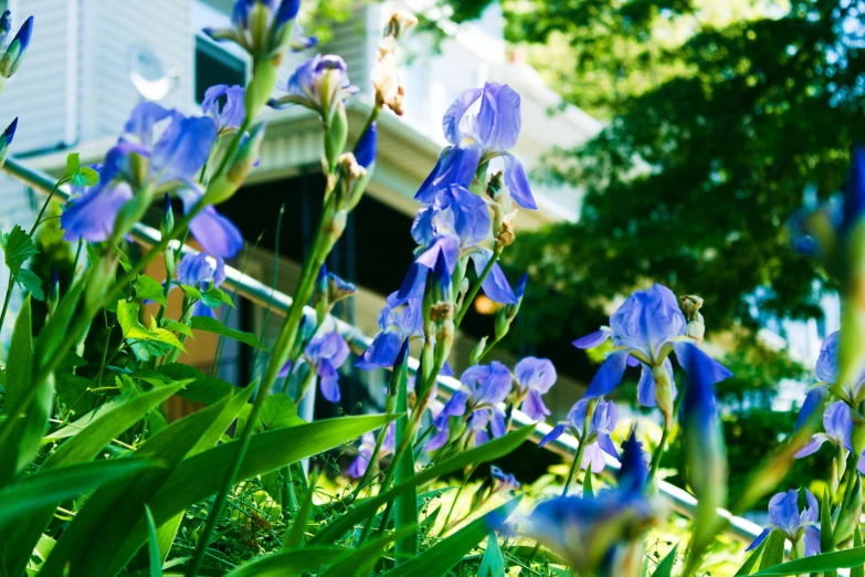 purple flowers are in the grass outside of the house