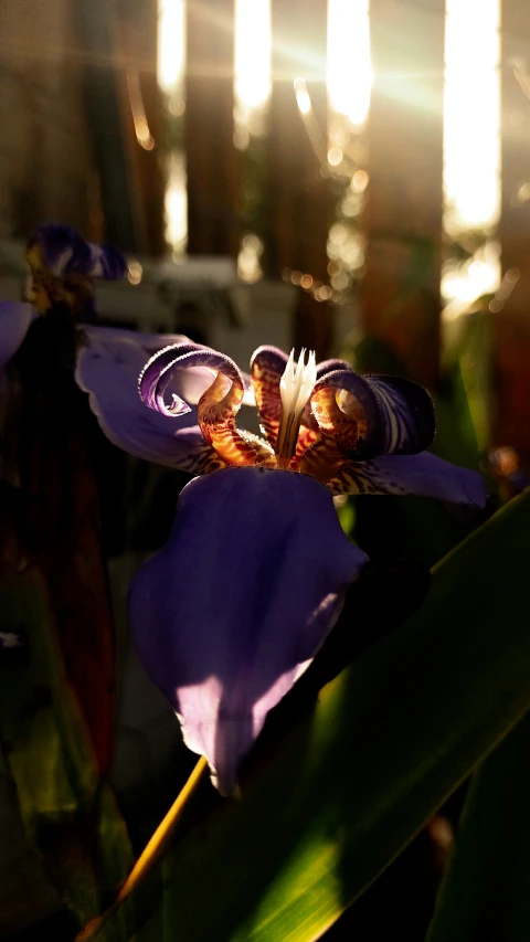 a blue and white flower with yellow stamene