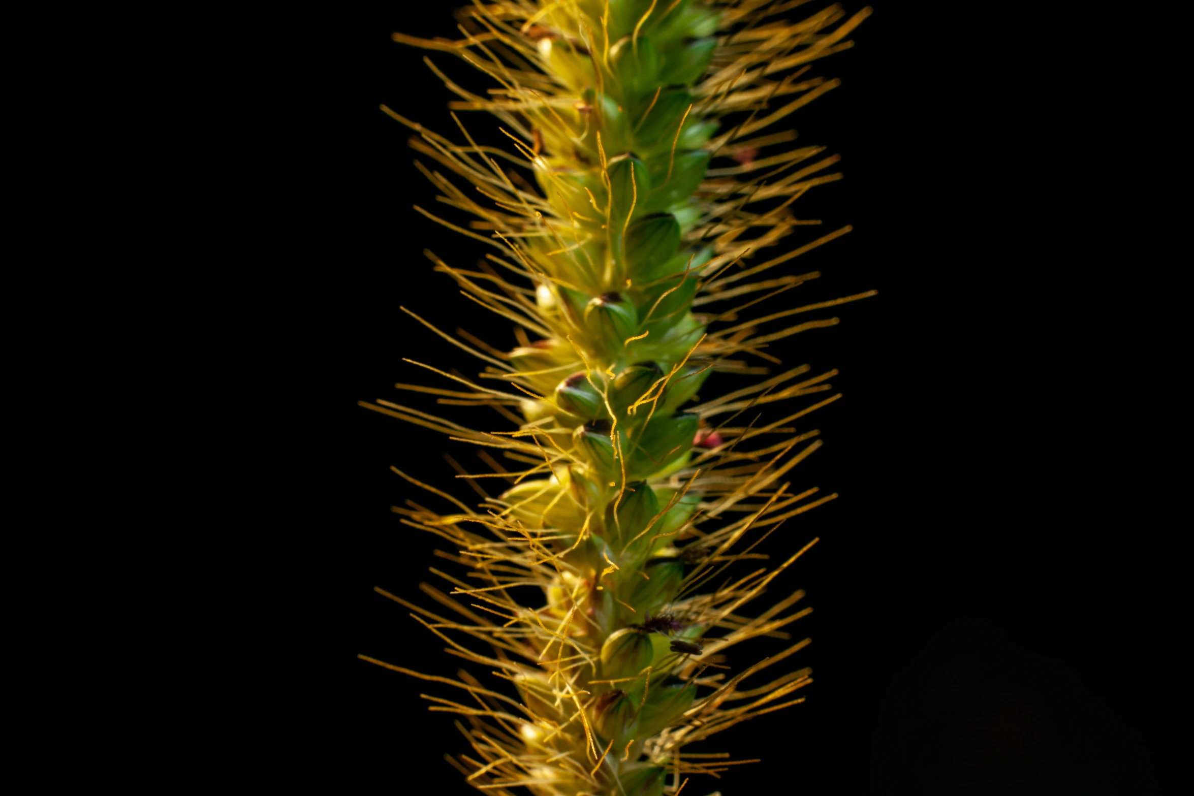 some leaves with yellow flowers and some water