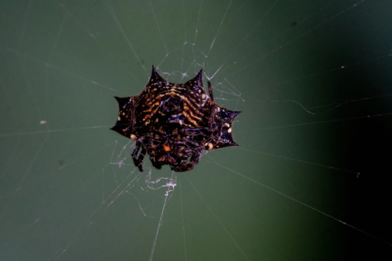 the large spider is on its web in the water