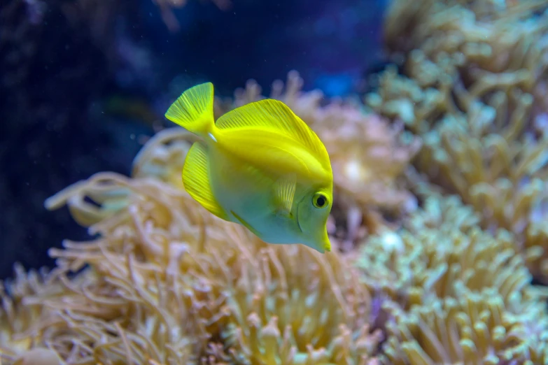 a bright yellow fish is swimming over the reef