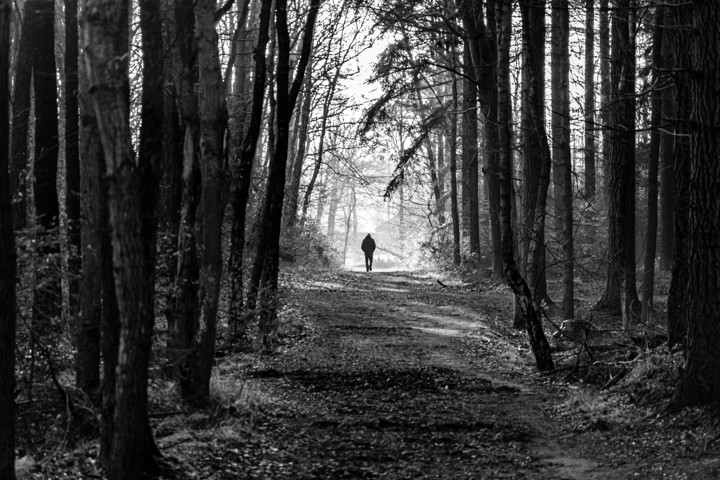 a person stands alone in a wooded area