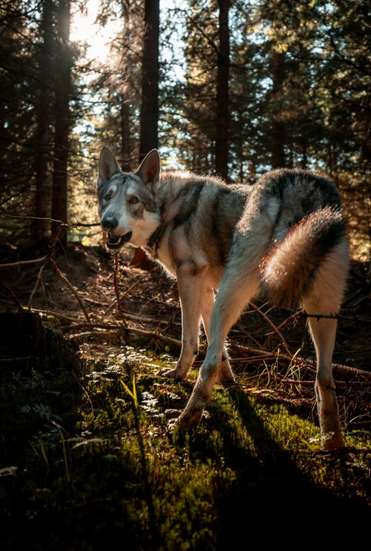 a dog standing by a fence looking to the side