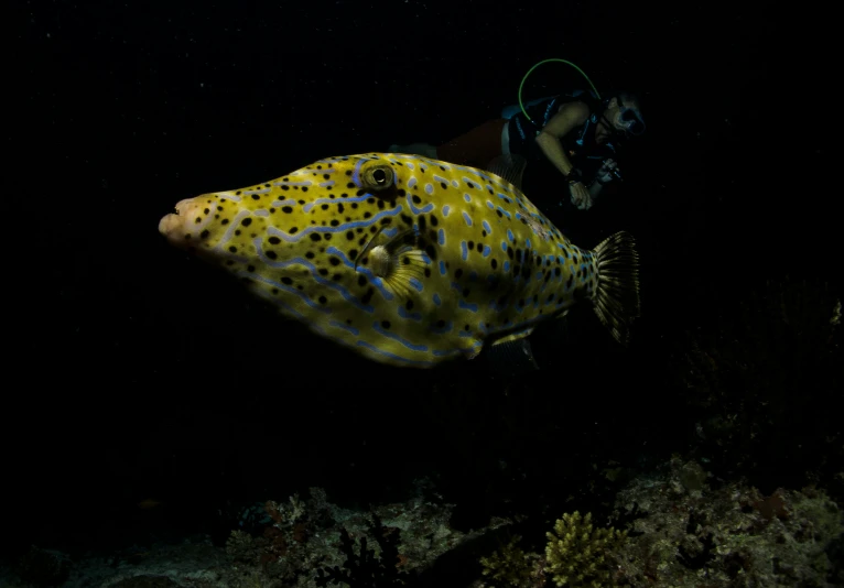 a person with a diving helmet and a scuba gear, swims near a pufferfish