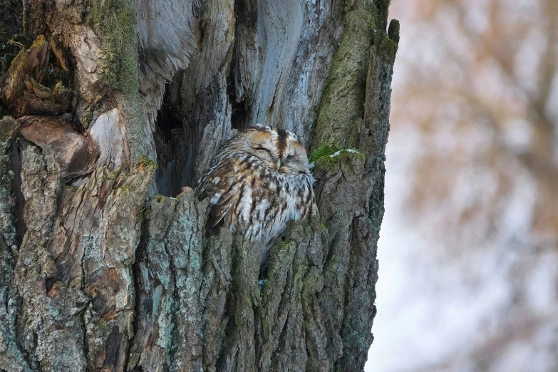 an owl in a tree looking for prey
