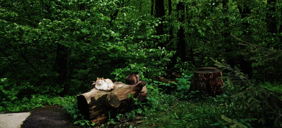 a cat sitting on a tree stump in a green forest