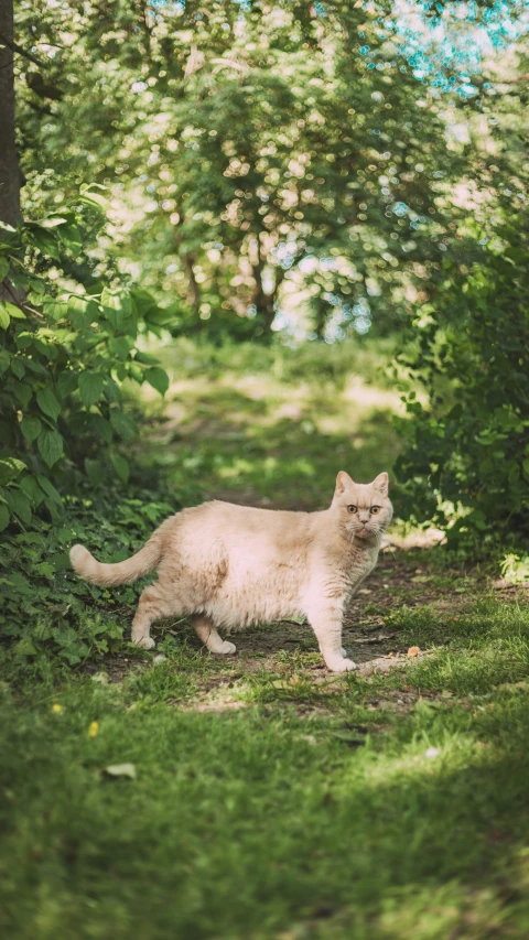 a cat walks along in the trees during the day