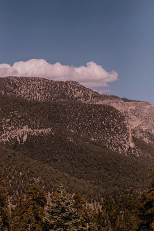 a forest with a large mountain and clouds