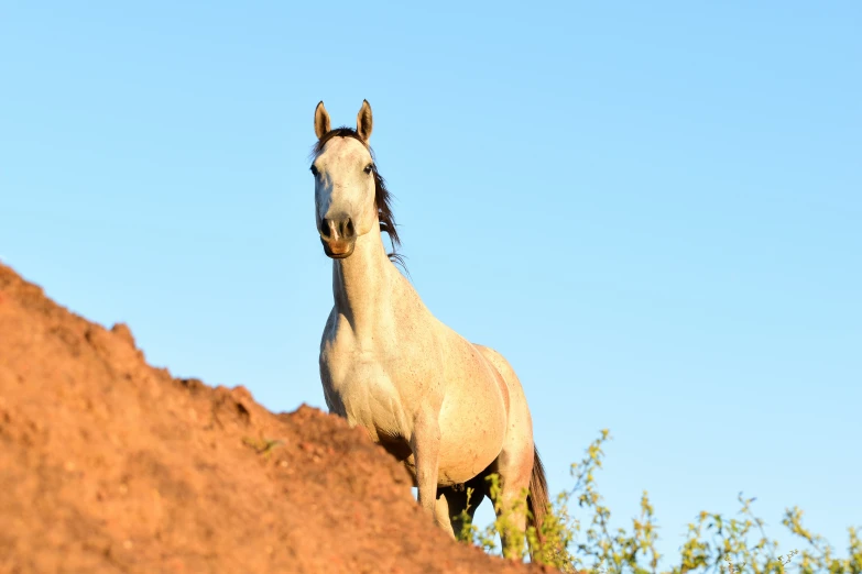 a white horse standing on top of a mountain