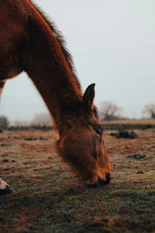 there is a horse that is eating some grass