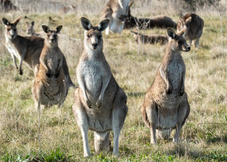 several kangaroos are standing in the grass and looking to their left