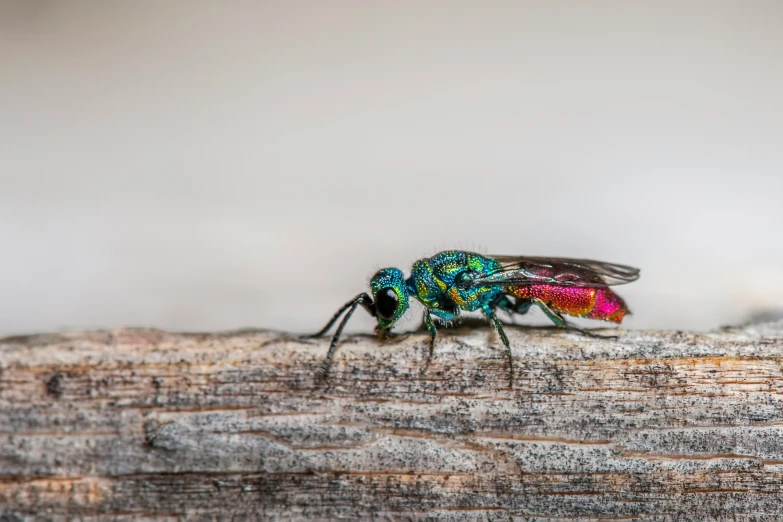 a colorful fly insect is standing on the wooden plank