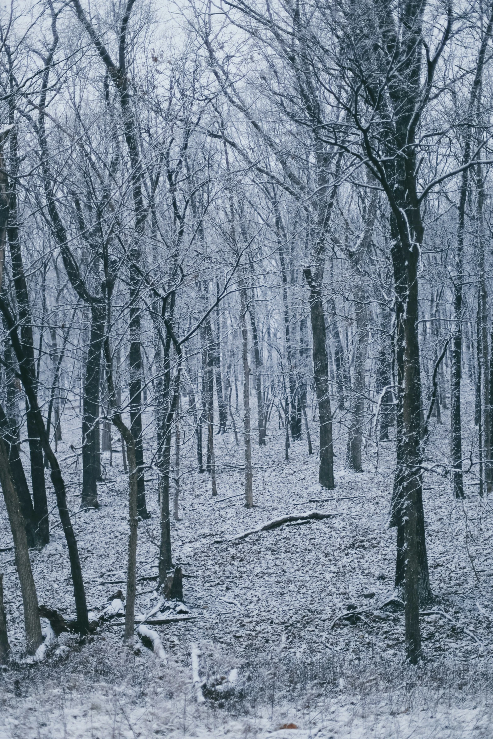 a dark and gloomy woods with snow falling on the ground