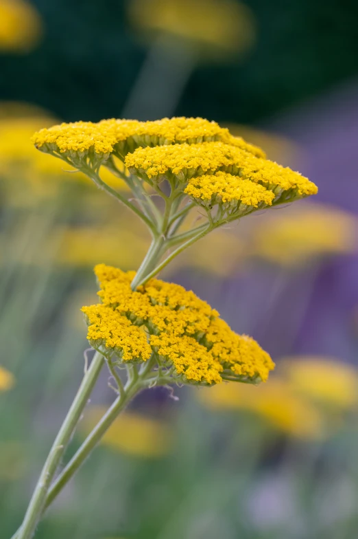 yellow flowers blooming on a purple plant in a field