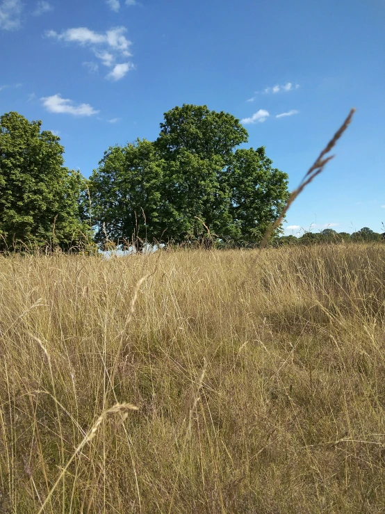 a brown field of grass and trees under a cloudy blue sky