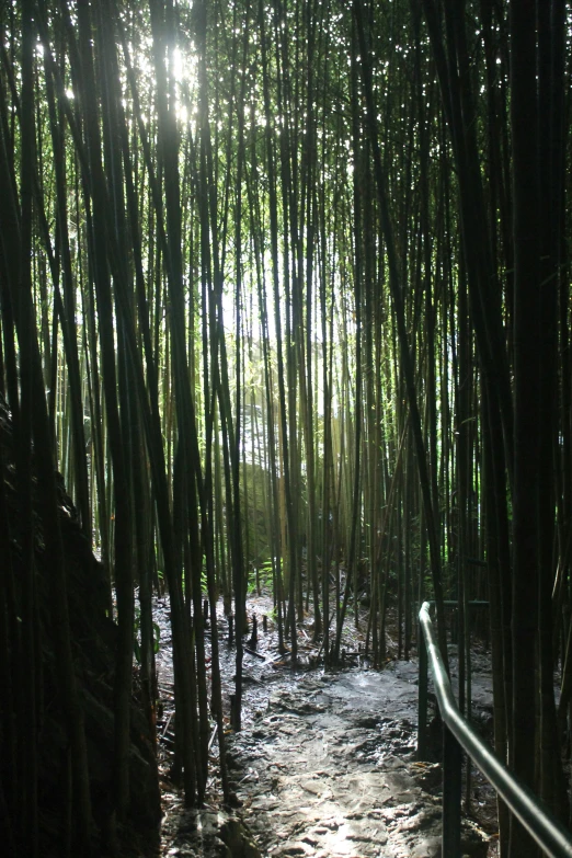 sunlight streams through the bamboo trees as the path to the water