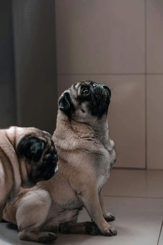 one pug sits on the ground and looks up at the other