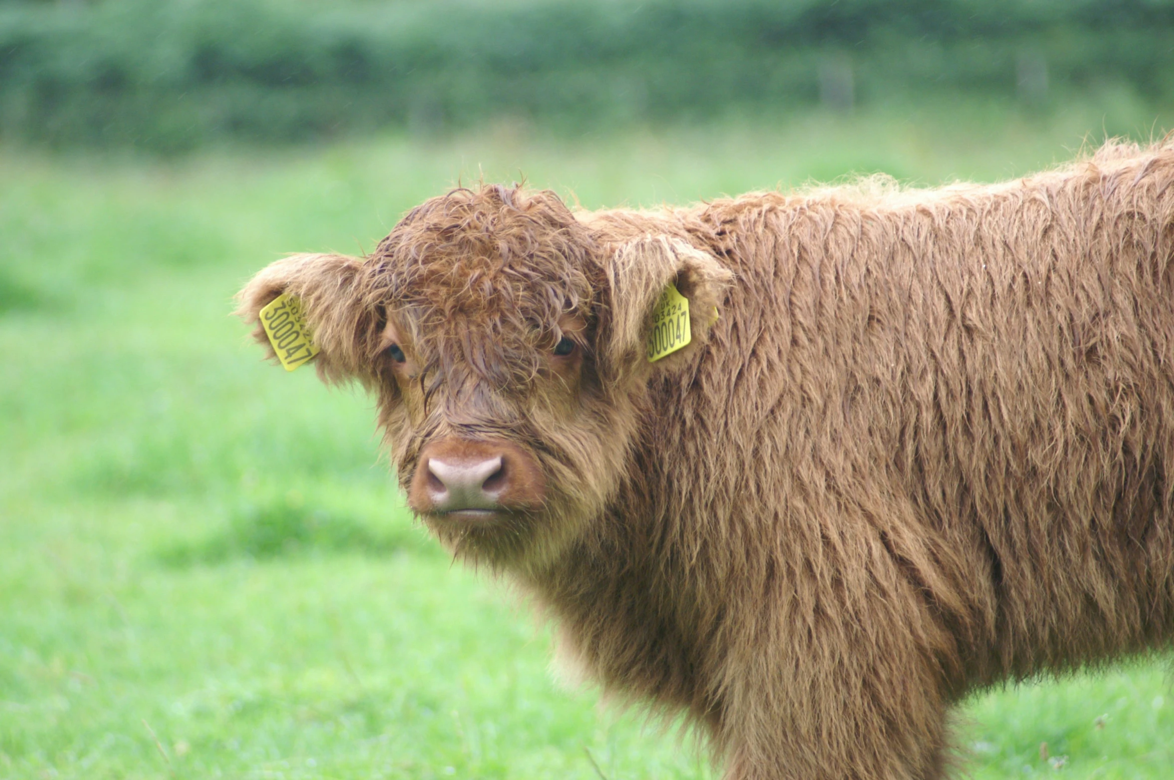 a yak with large hair standing in the grass