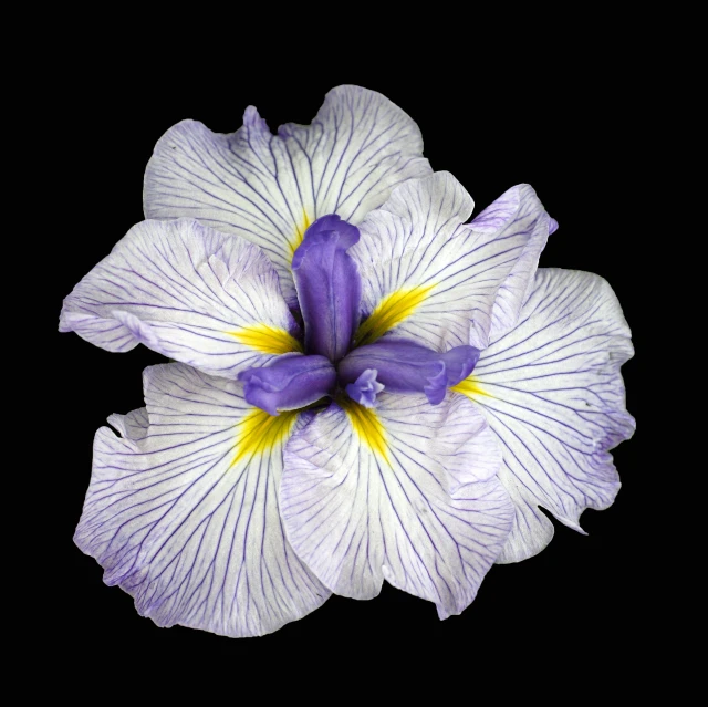 purple and white flower with yellow tips in the middle of a black background