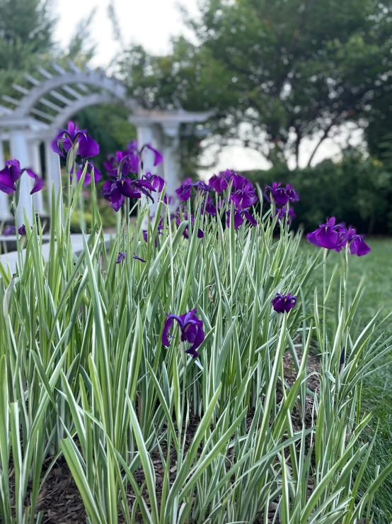 purple flowers bloom in an allot of grass in front of a white gazebo