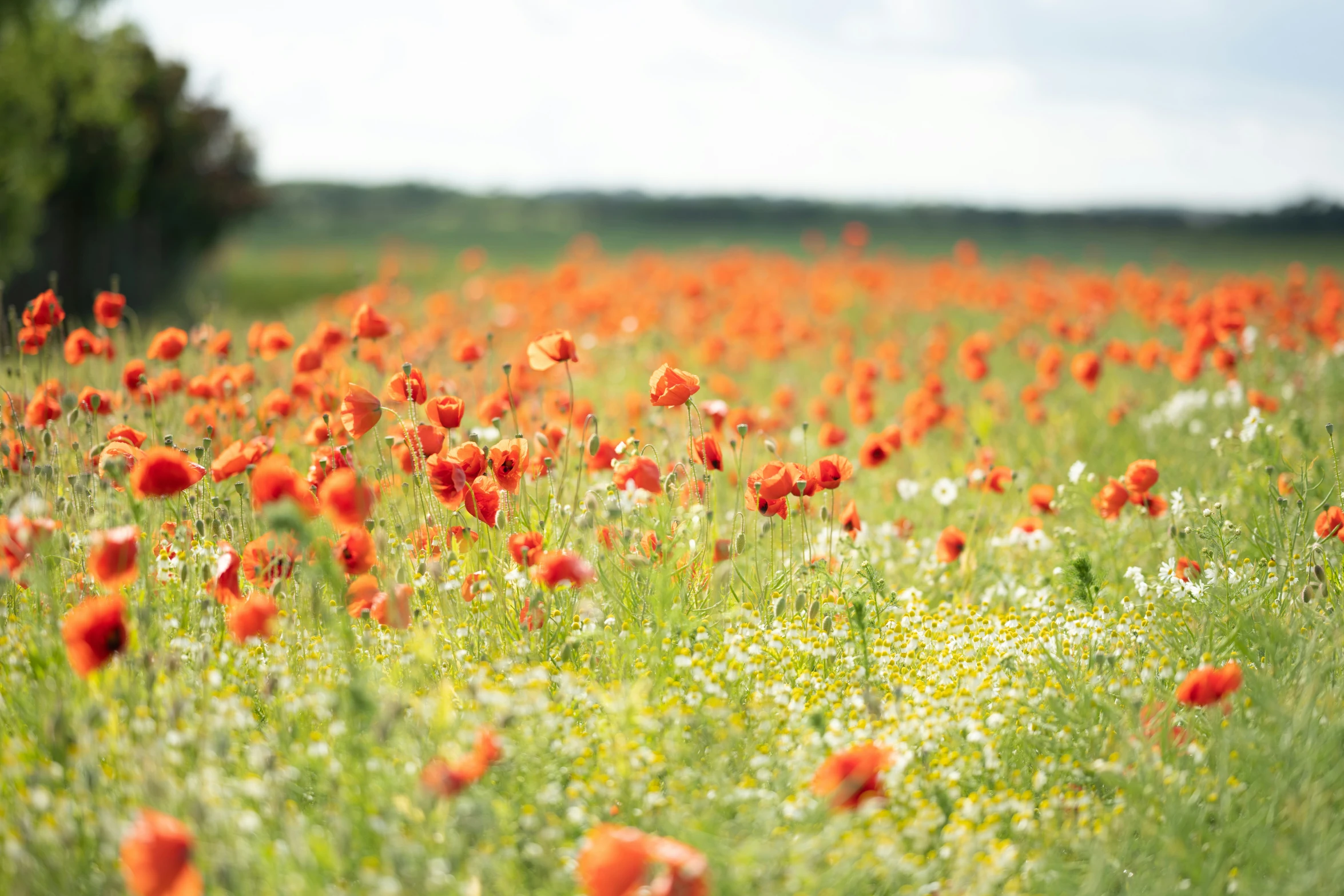 a field full of bright red flowers on the grass