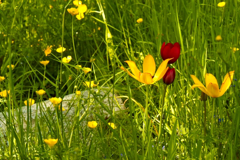 two flowers stand in the green grass next to rocks