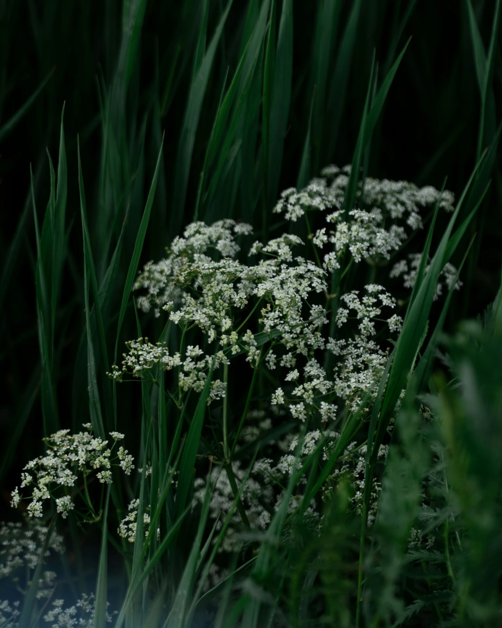 a close up of a flower with many flowers