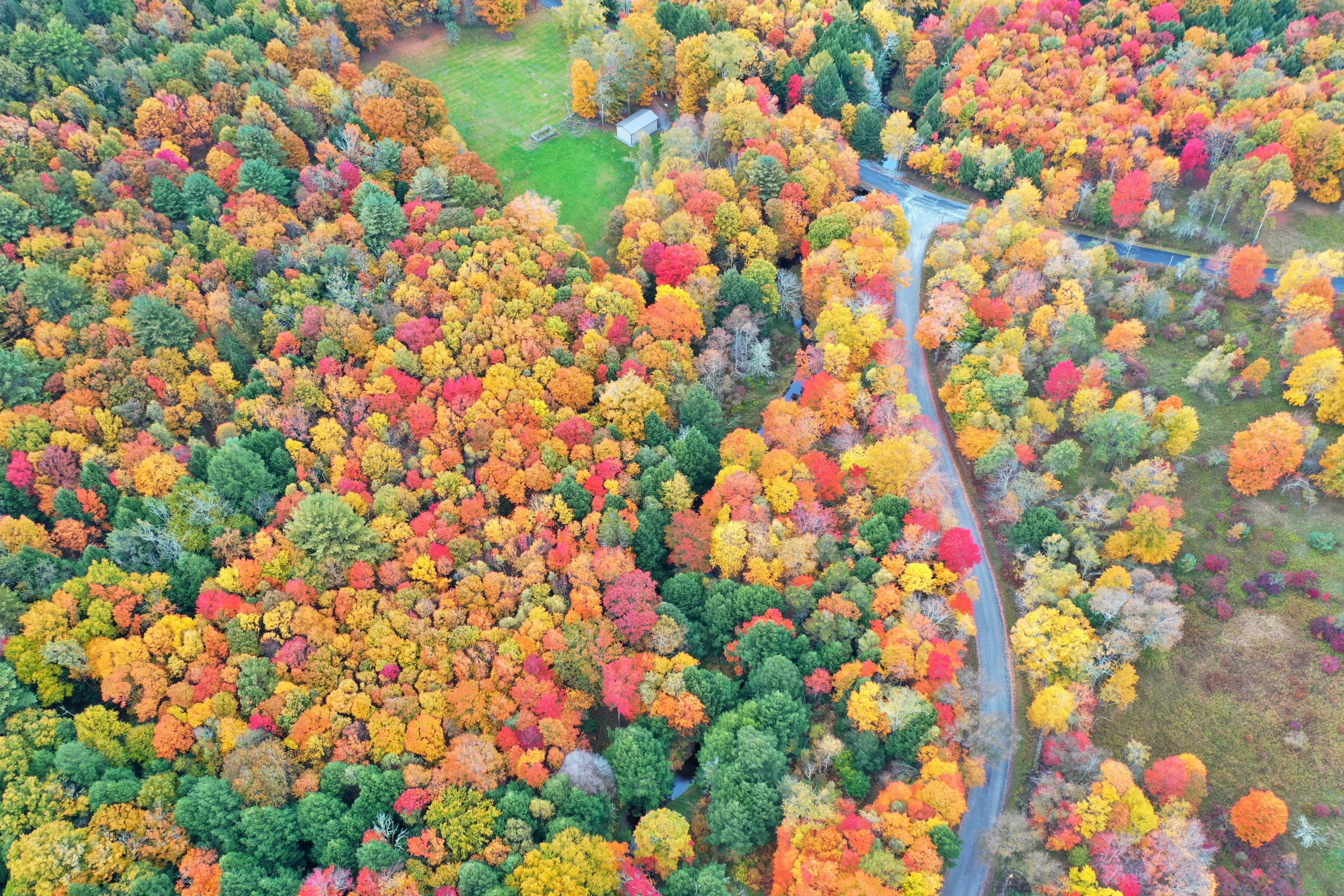 an overhead view of colorful trees in autumn