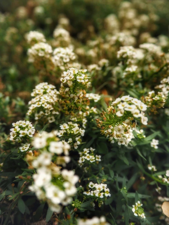 small white flowers with green leaves blooming in the grass