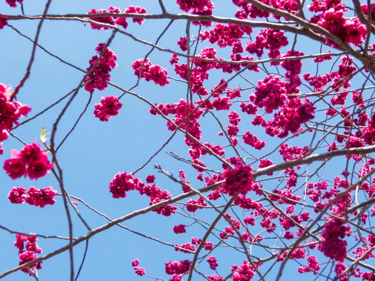 red flowers are blooming on a tree with blue sky