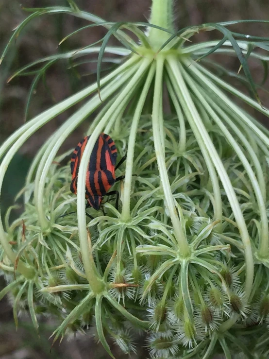 an exotic bug is sitting on the stamen of some plant