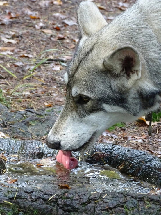 a gray wolf drinking water from a dle