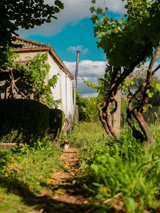 a run down garden path between houses next to bushes