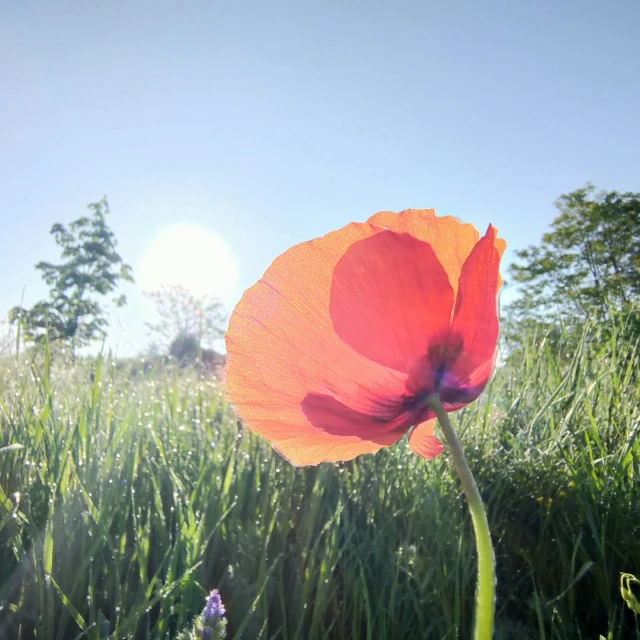 a red flower growing in some green grass