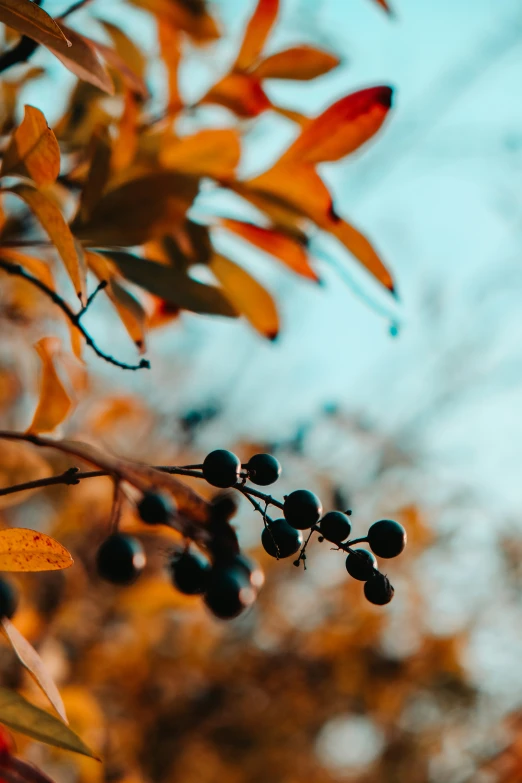 an image of berries hanging on a nch