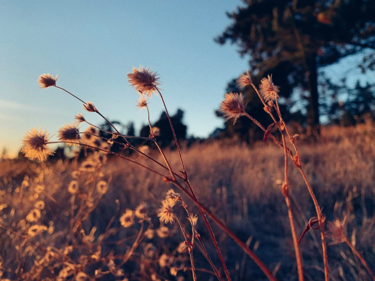 some plants that are growing in the grass