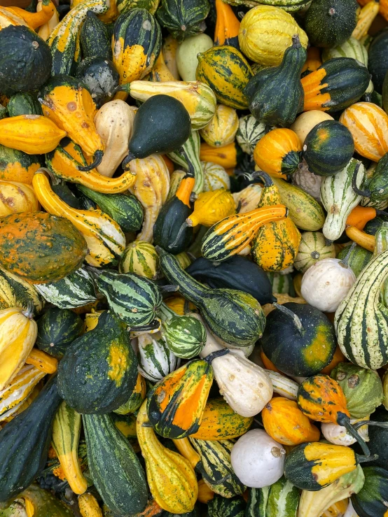 a large pile of different kinds of squash