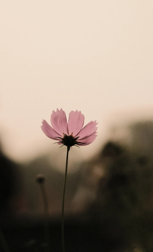 pink flower in front of blurry background with light