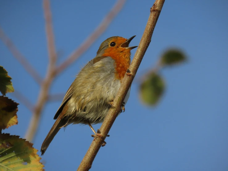 a little bird perched on a thin nch