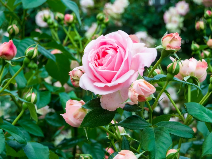 a pink rose in a bush of pink flowers