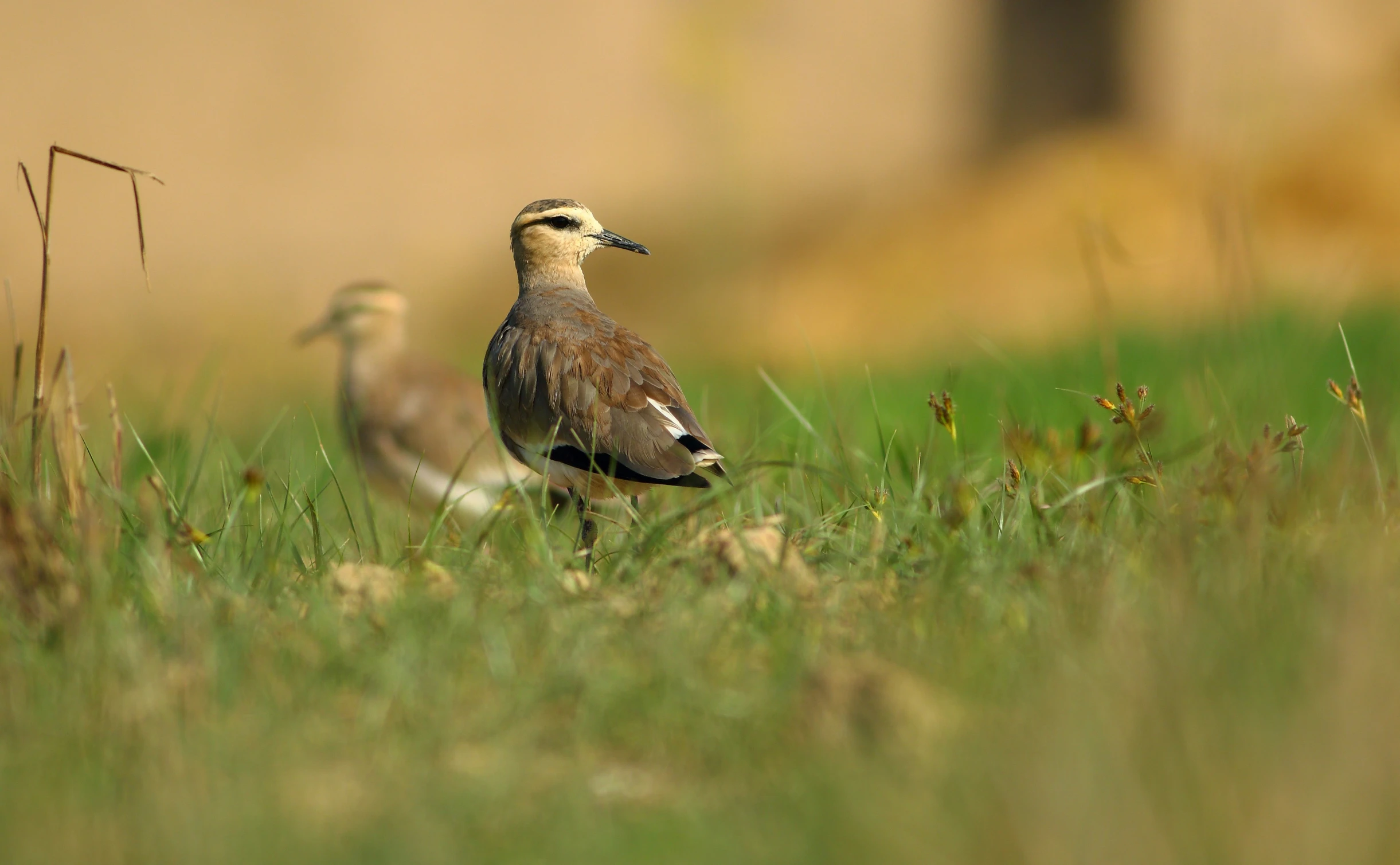 a bird standing next to another bird on the grass