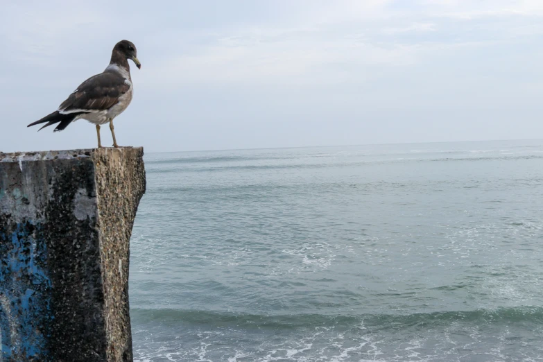 a bird perched on the edge of a wall