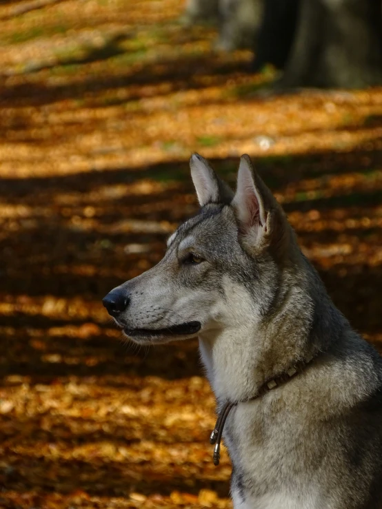 a lone dog is looking out over the ground