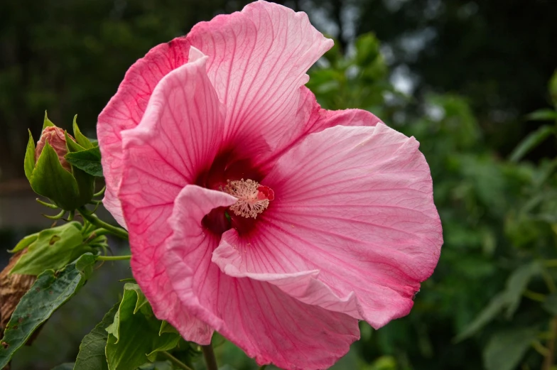 the pink flowers are very big and blooming