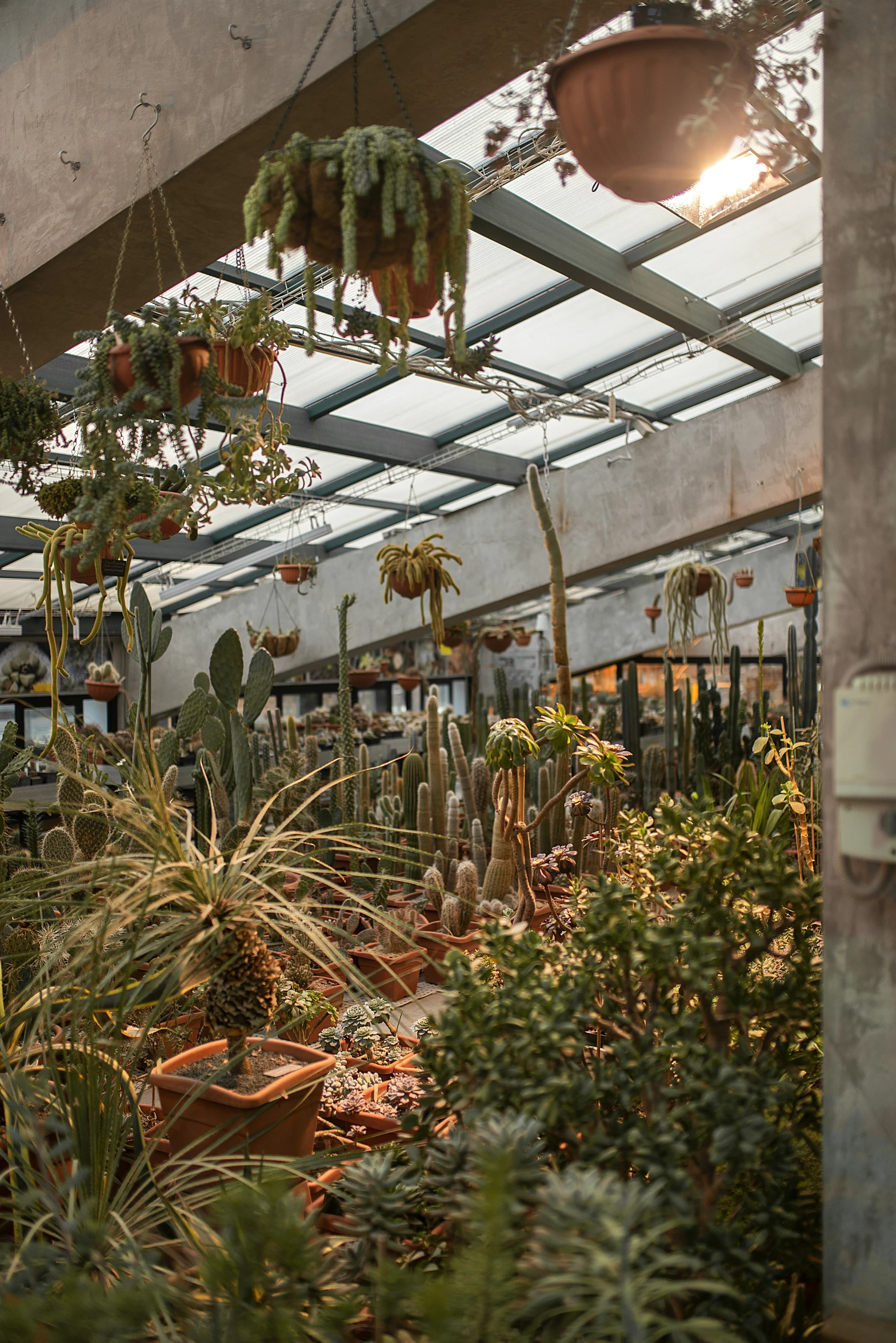 large plant in a greenhouse setting with large potted cacti