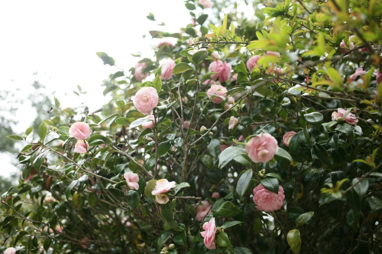 a tree with lots of pink flowers growing