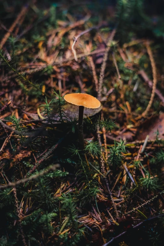 a mushroom in a forest with green leaves