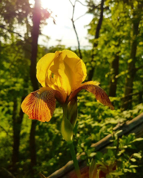 a yellow flower stands out among the trees