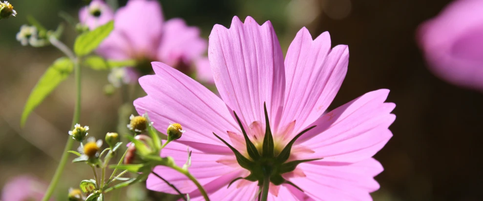 a pink flower is in bloom near other pink flowers