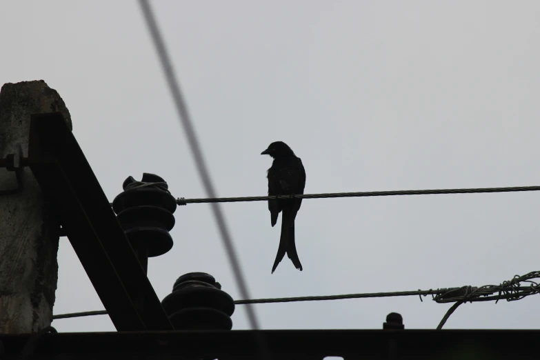 the small bird is perched on a wire